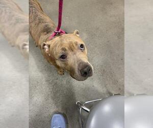 American Pit Bull Terrier Dogs for adoption in Forestville, MD, USA