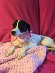 Jack-Rat Terrier Dogs for adoption in Rockaway, NJ, USA