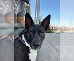 Australian Kelpie-Basenji Mix Dogs for adoption in Louisville, KY, USA