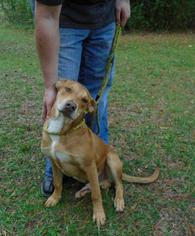 Black Mouth Cur-Unknown Mix Dogs for adoption in Jefferson, TX, USA