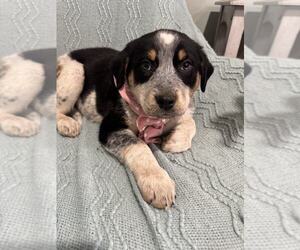 Rottweiler-Unknown Mix Dogs for adoption in MIDWAY, UT, USA