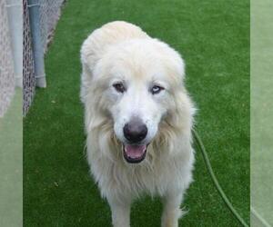 Great Pyrenees-Unknown Mix Dogs for adoption in Murfreesboro, TN, USA