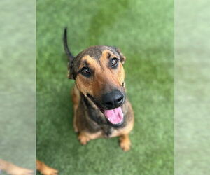 Mutt Dogs for adoption in Rowlett, TX, USA