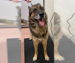 German Shepherd Dog Dogs for adoption in Ogden, UT, USA