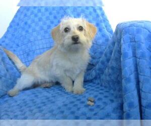 Dachshund-Unknown Mix Dogs for adoption in Big Bear City, CA, USA