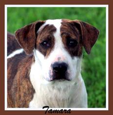 American Pit Bull Terrier-Unknown Mix Dogs for adoption in Sullivan, IN, USA