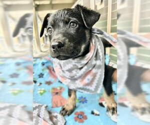 German Shepherd Dog-Unknown Mix Dogs for adoption in Visalia, CA, USA