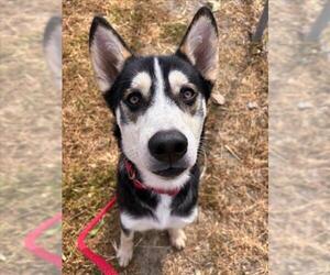 Siberian Husky-Unknown Mix Dogs for adoption in Woodland, CA, USA