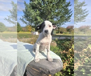 Borador Dogs for adoption in SHERBURNE, NY, USA