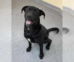 Mutt Dogs for adoption in Low Moor, VA, USA