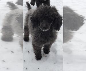 Poodle (Toy) Dogs for adoption in St. Louis Park, MN, USA