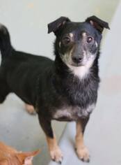 Chiweenie Dogs for adoption in Phoenix , AZ, USA