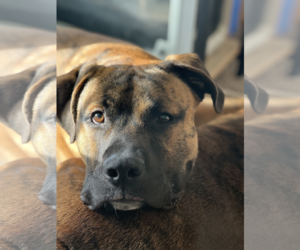 Boxer-Mastiff Mix Dogs for adoption in McKinney, TX, USA