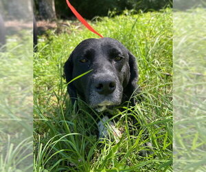 Bagle Hound Dogs for adoption in Wetumpka, AL, USA