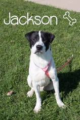 Labrador Retriever Dogs for adoption in Tremont, IL, USA