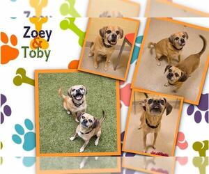 Puggle Dogs for adoption in Dedham, MA, USA