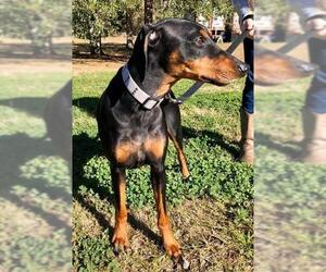 Doberman Pinscher Dogs for adoption in Albany, GA, USA