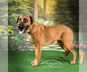 Mastiff-Unknown Mix Dogs for adoption in Tampa, FL, USA