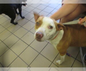 American Staffordshire Terrier Dogs for adoption in Ocala, FL, USA