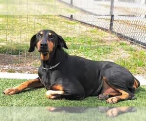 Doberman Pinscher-Unknown Mix Dogs for adoption in Houston, TX, USA