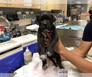 American Pit Bull Terrier Dogs for adoption in Riverside, CA, USA