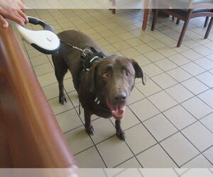 Labrador Retriever Dogs for adoption in Ocala, FL, USA