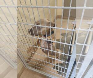 American Pit Bull Terrier Dogs for adoption in Texas City, TX, USA