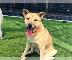 German Shepherd Dog-Unknown Mix Dogs for adoption in Orange, CA, USA