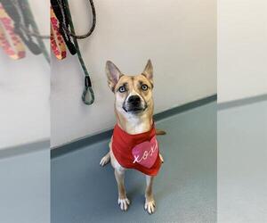 Gerberian Shepsky Dogs for adoption in London, Ontario, Canada