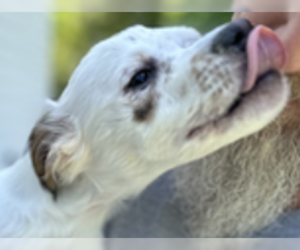 Spaniel-Unknown Mix Dogs for adoption in Thomasville, NC, USA