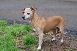 Chihuahua Dogs for adoption in Cochran, GA, USA