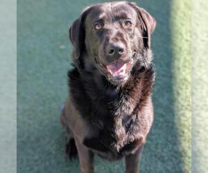 Labrador Retriever-Unknown Mix Dogs for adoption in Rockwall, TX, USA