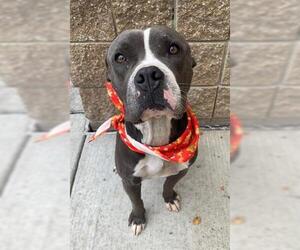 American Pit Bull Terrier-Unknown Mix Dogs for adoption in Tulsa, OK, USA