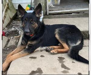 German Shepherd Dog Dogs for adoption in Rootstown, OH, USA