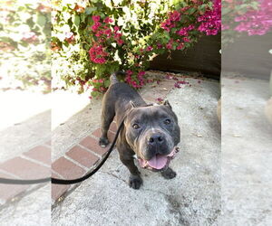 American Pit Bull Terrier Dogs for adoption in Dana Point, CA, USA