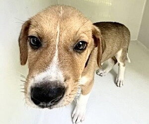 Medium Photo #1 Labrador Retriever-Unknown Mix Puppy For Sale in Houston, TX, USA