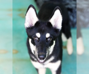 German Shepherd Dog Dogs for adoption in Guthrie, OK, USA