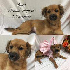 Mutt Dogs for adoption in Bryant, AR, USA