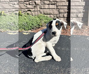 Beagle-Unknown Mix Dogs for adoption in Sterling, MA, USA