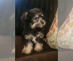 Shih Tzu-Unknown Mix Dogs for adoption in Dana Point, CA, USA