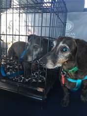 Medium Photo #1 Dachshund Puppy For Sale in Wilmington, DE, USA