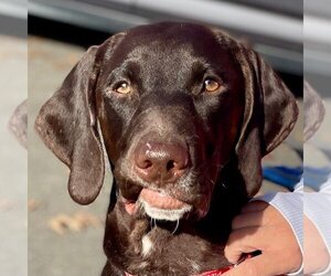 German Shorthaired Pointer-Unknown Mix Dogs for adoption in Canton, CT, USA
