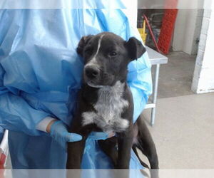 American Pit Bull Terrier Dogs for adoption in San Bernardino, CA, USA