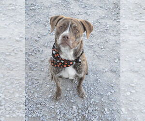 German Shorthaired Pointer-Unknown Mix Dogs for adoption in Evansville, IN, USA