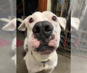 American Pit Bull Terrier-Unknown Mix Dogs for adoption in Center Township, PA, USA