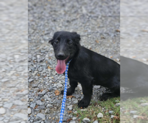 Mutt Dogs for adoption in Cranston, RI, USA