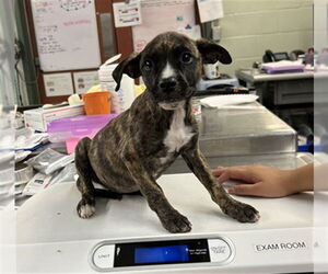 American Pit Bull Terrier Dogs for adoption in Rancho Cucamonga, CA, USA