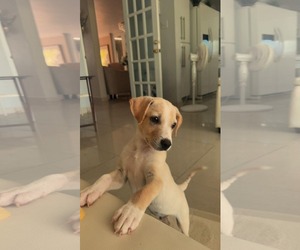 Medium Photo #1 Chihuahua-Labrador Retriever Mix Puppy For Sale in Virginia Beach, VA, USA