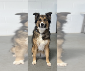 Collie-Unknown Mix Dogs for adoption in Genesee, WI, USA