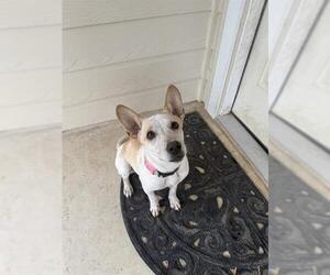 Mutt Dogs for adoption in San Antonio, TX, USA